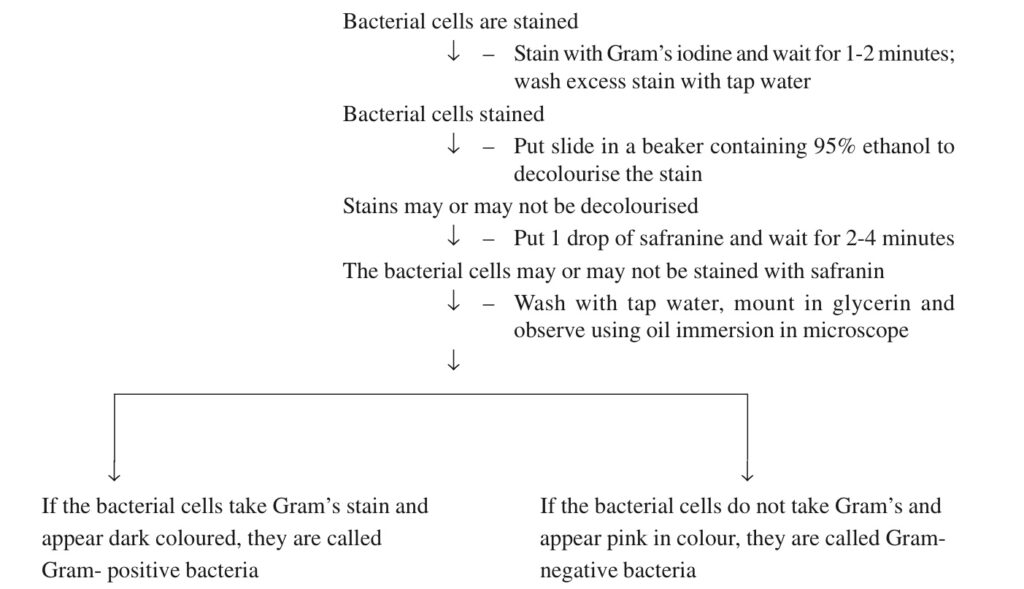 Steps of gram’s staining