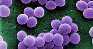 Identification of staphylococcus