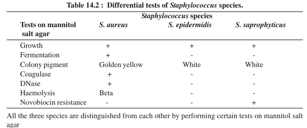 Identification of staphylococci