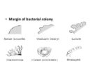 bacterial morphology