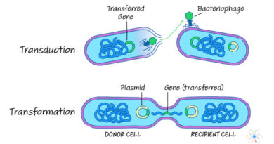 gene transfer