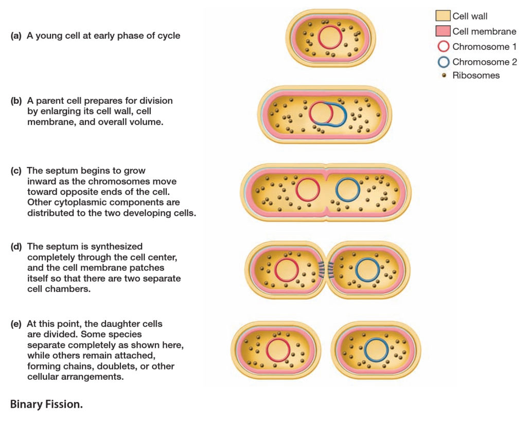 Procaryotic Cell Cycle