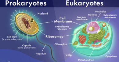 procaryotic and eukaryotic cells