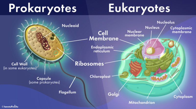 procaryotic and eukaryotic cells