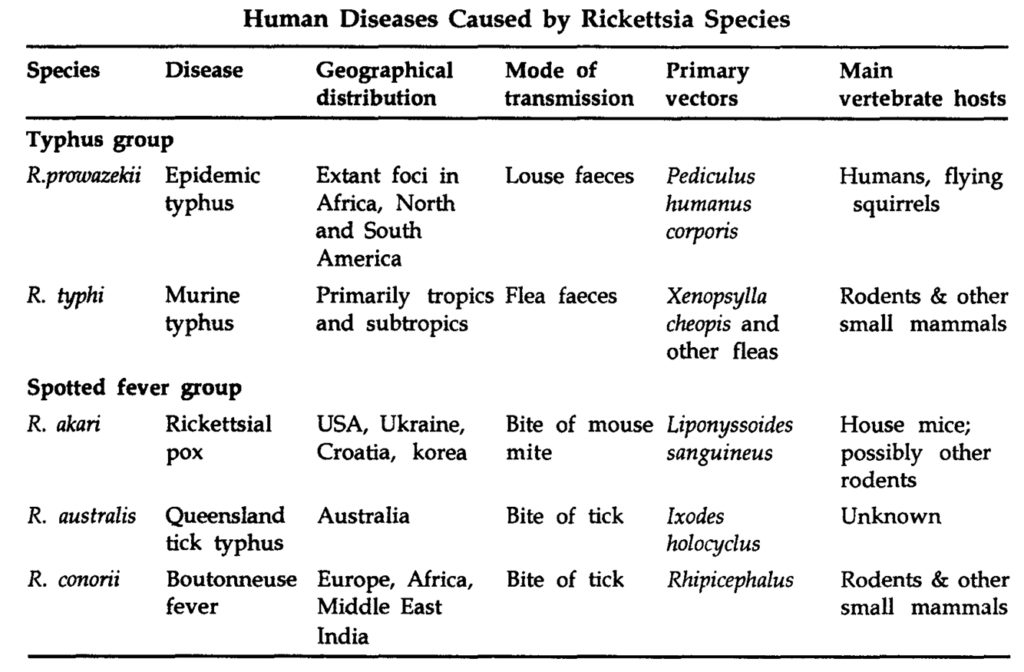human disease caused by rickettsia species