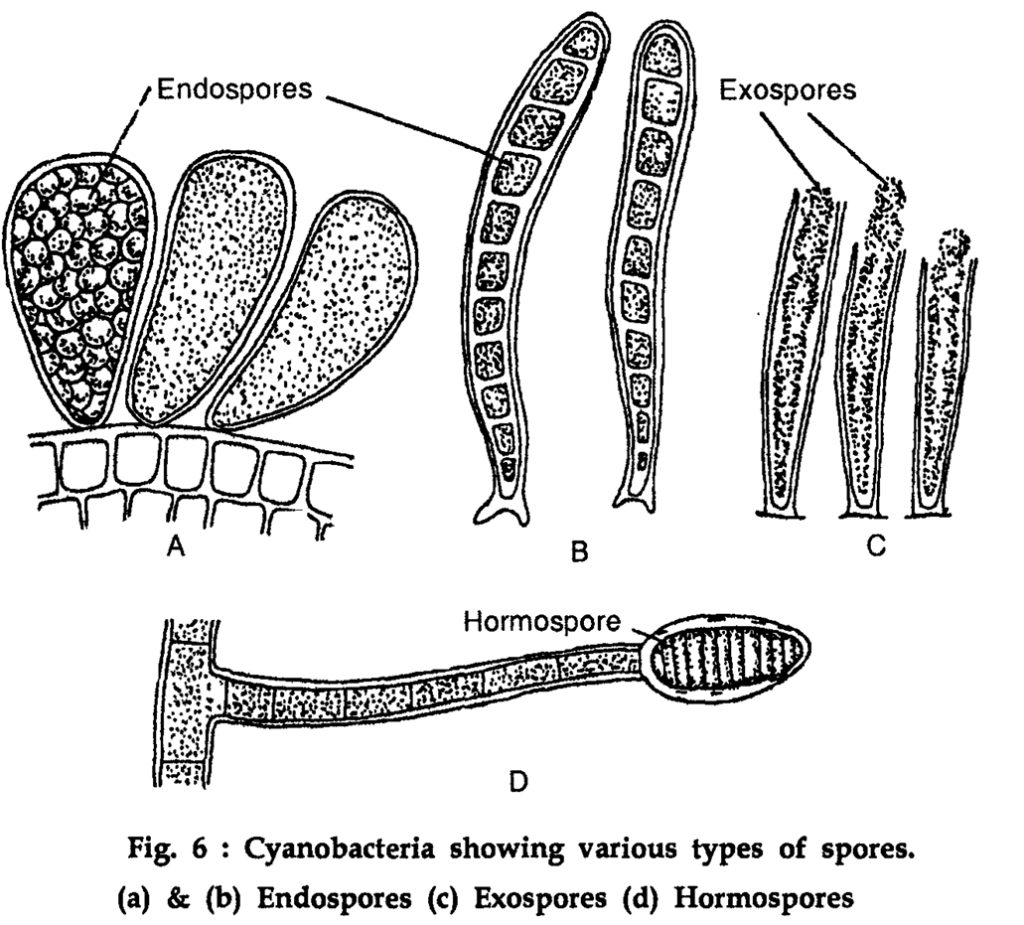 Reproduction in Cyanobacteria