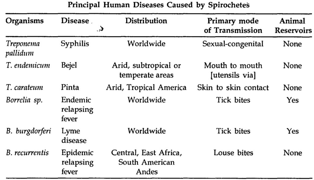principal human diseases caused by spirochetes
