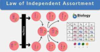 mendel law of independent assortment
