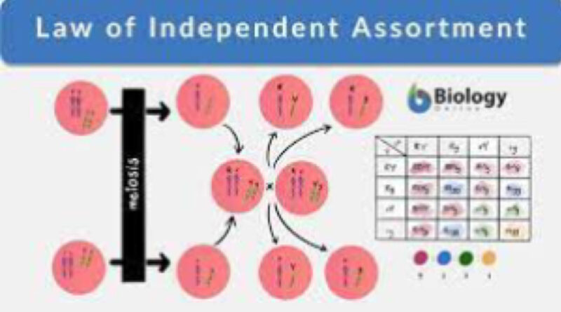 mendel law of independent assortment