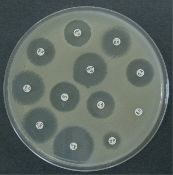 disk plate technique to identify the microorganisms susceptibility against chemotherapeutic agent.