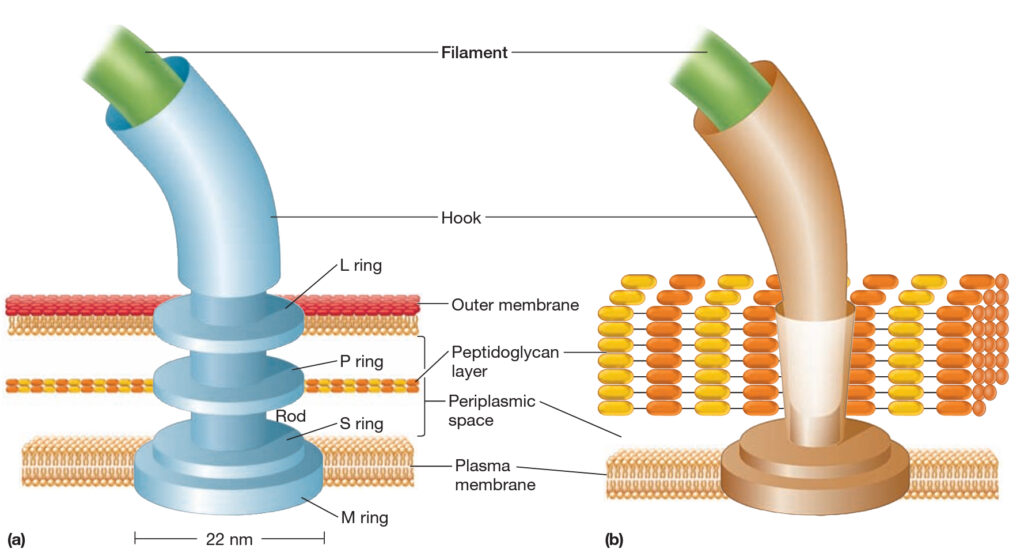 flagella and movement