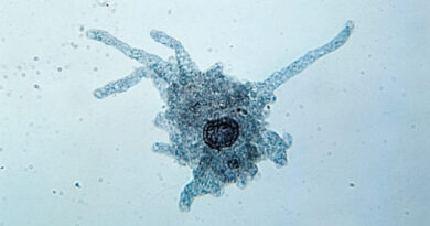 importance of protozoa