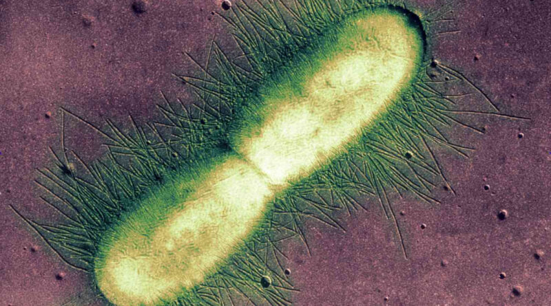 Bacteria are among the oldest and most abundant life forms on Earth. Despite their small size and simplicity, they have developed remarkable strategies for