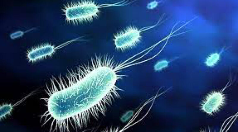 Salmonella is a well-known term for anyone who has ever heard of foodborne illnesses. This bacterium is responsible for a