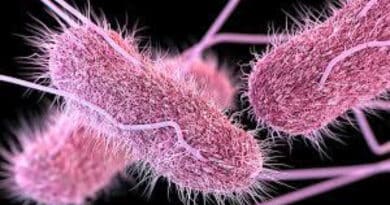 Salmonella is a type of bacteria that can cause food poisoning in humans. The infection, known as salmonellosis, is a common foodborne illness that can result