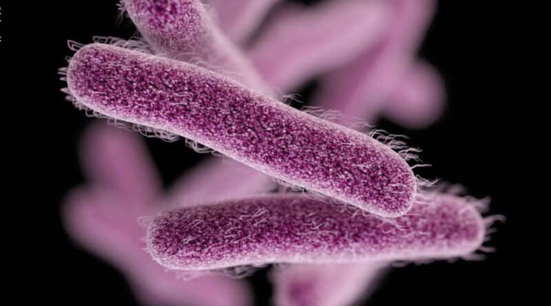 Shigella is a group of bacteria that can cause a highly contagious infection known as shigellosis. This bacterial infection primarily affects the digestive system