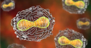Understanding the Pox Virus: A Comprehensive Overview