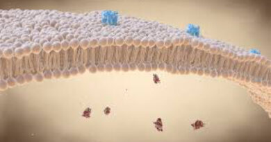 functions of cell membrane