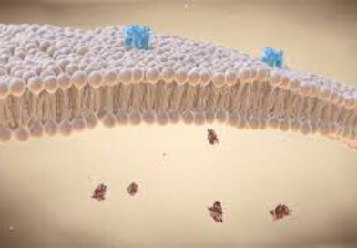 functions of cell membrane
