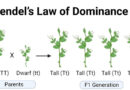 mendel’s law of dominancy