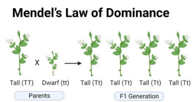 mendel’s law of dominancy