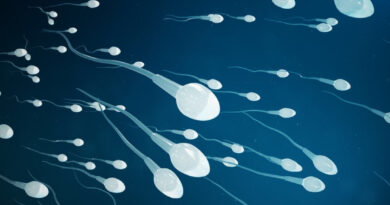 spermatogenesis is the formation of sperms in male reproductive organs.