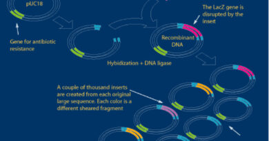 insertion of DNA in plasmid DNA
