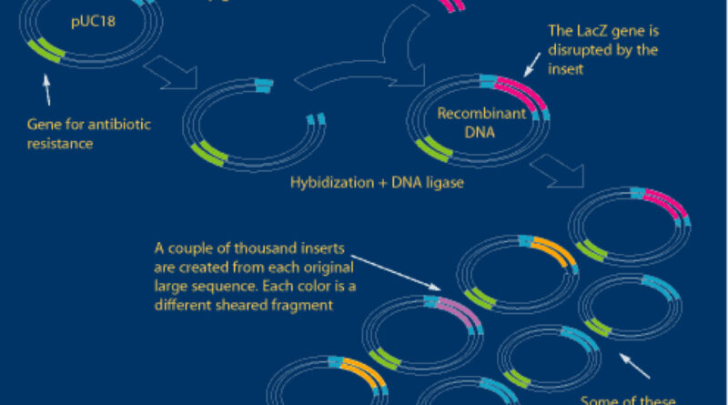 insertion of DNA in plasmid DNA