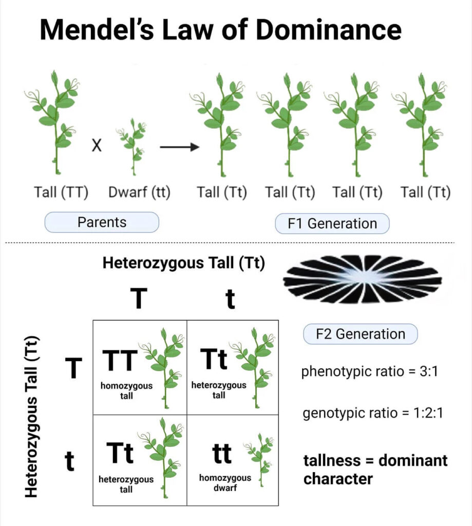 Mendel’s law of Dominance