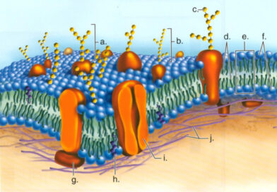structure of unit membrane