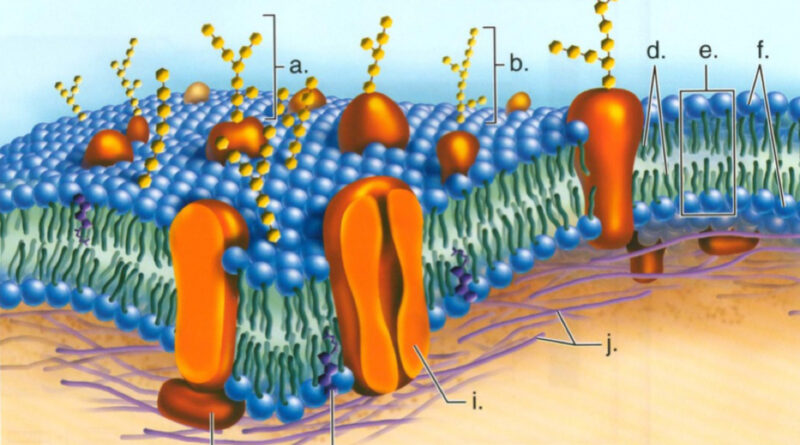 structure of unit membrane