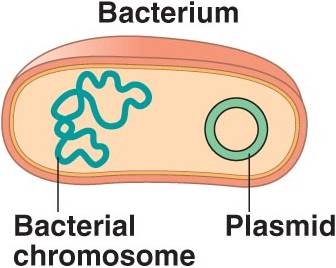 extra chromosomal DNA plasmid