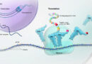 process of translation in eukaryotic cells.