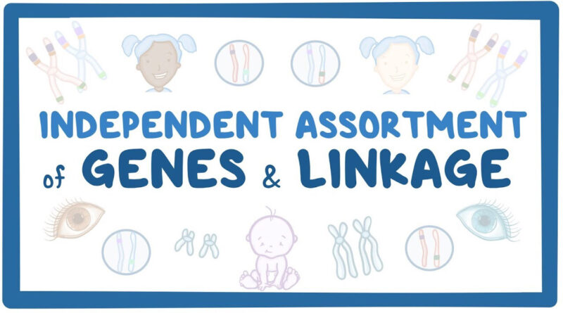 mendel law of independent assortment and linkage of gene