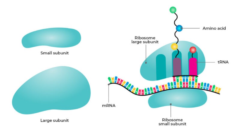 ribosome in eukaryotic cell