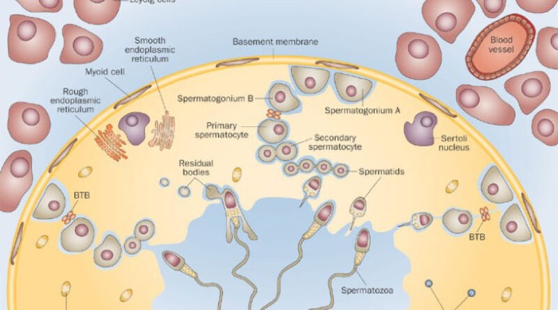 spermatogenesis in humans