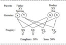 sex determination in humans