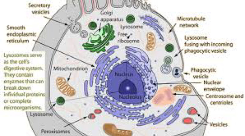 lysosomes in eukaryotic cell