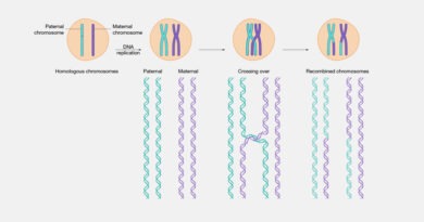 Genetic recombination