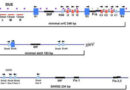 Role of Ori C in gene regulation