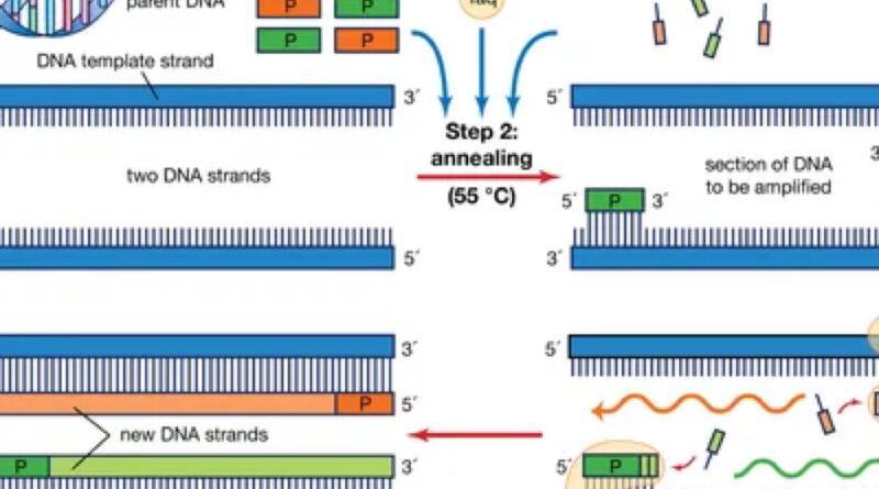 mechanism of Polymerase Chain Reaction