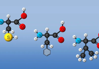 Amino Acid